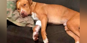 Pitbull é picado por aranha e tem necrose na pata; saiba como evitar acidentes