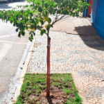 Semaz vai iniciar programa de plantio de árvores em calçadas de imóveis particulares, começando pelo Centro