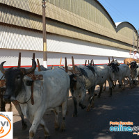 No dia 29 de Maio ocorreu a Cavalgada em homenagem a Santa Rita de Cássia, que foi comemorada no dia 22 de Maio - Foto 11