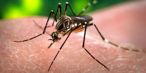 Casos de dengue têm redução de 75% em Araraquara e região