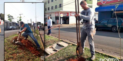 Após melhoria na iluminação, avenida Rudolf Streit ganha 30 ipês amarelos