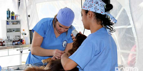 Unidade Móvel de Castração de cães e gatos iniciou os trabalhos pela Vila Maria