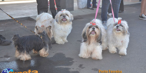 8º FestDog de Porto Ferreira - 28/08 - P02