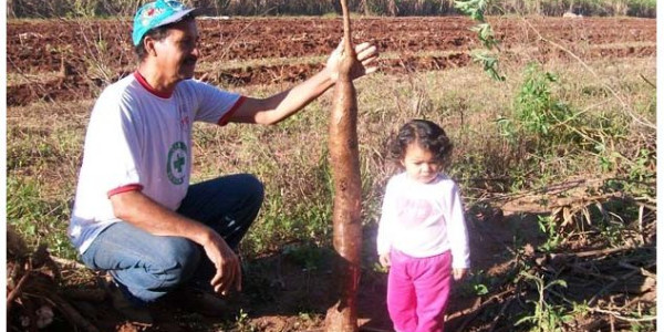 Agricultor colhe mandioca gigante em sítio de Porto Ferreira