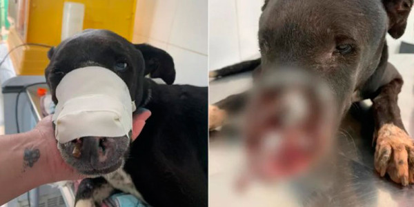 Cachorro tem focinho dilacerado por onça e clínica faz campanha por tratamento