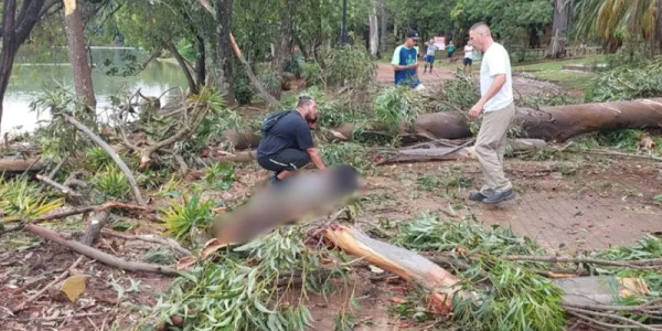 Árvore cai na Lagoa do Taquaral, atinge duas pessoas e mata criança de 7 anos em Campinas