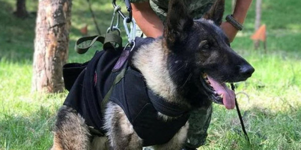 Cão farejador do México que salvou duas vidas na Turquia morre durante resgate