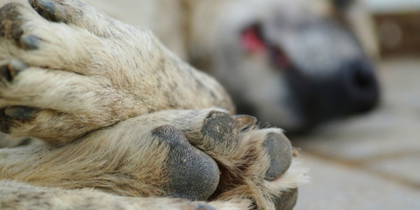 Fundo Social de Solidariedade arrecada roupas para animais de rua e vítimas de maus tratos