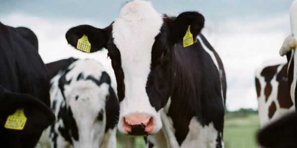 Estudo sugere que um nutriente de carne e laticínios pode ajudar no combate ao câncer