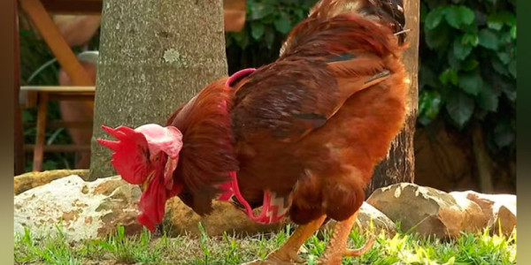 Galo de estimação passeia na coleira e recebe cuidados com hidratante e esmalte nas unhas: 